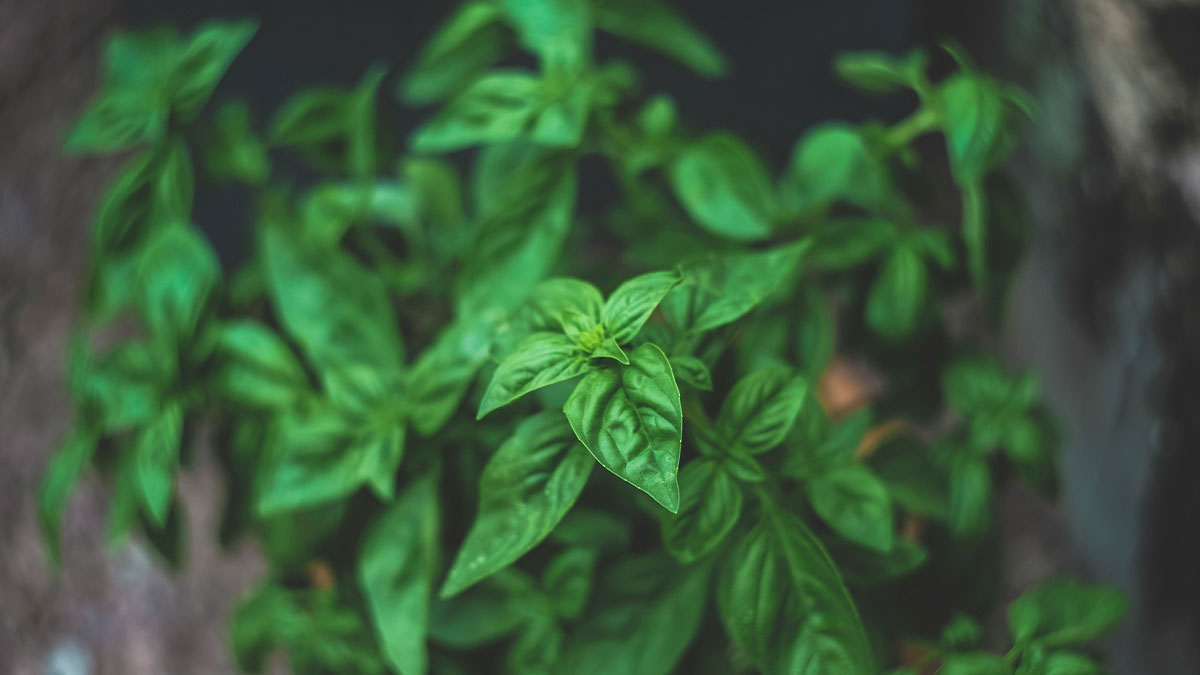 herbs1